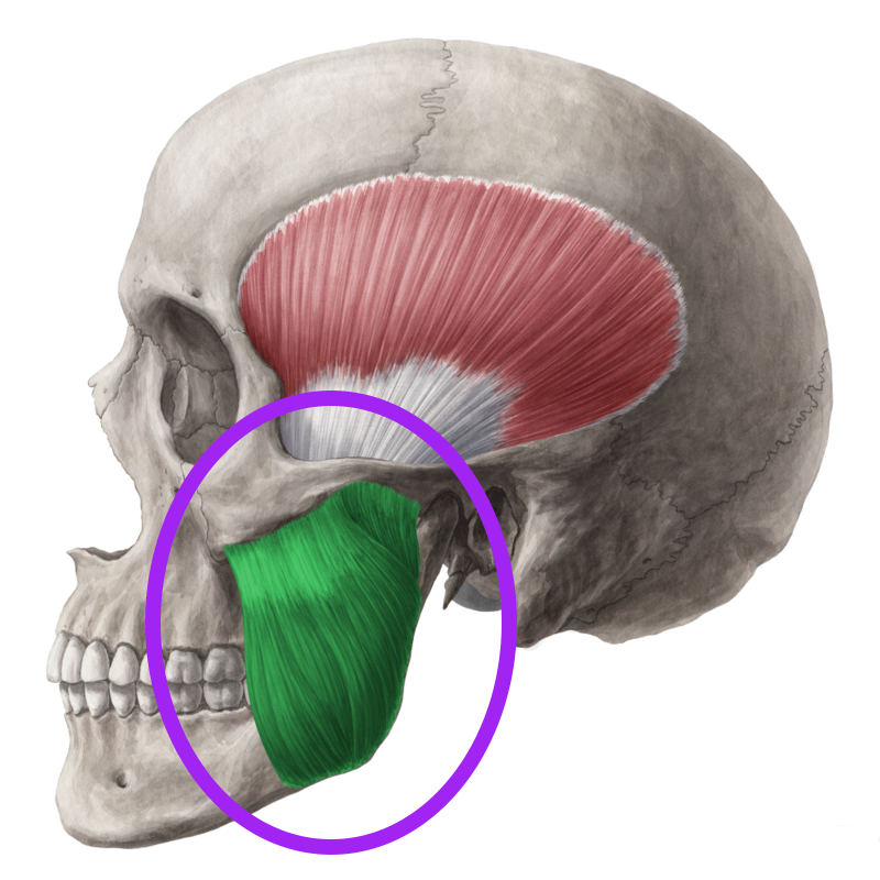 The masseter muscle, located on each side of your jaw, is one of the strongest muscles in your body based on its weight. It's primarily responsible for elevating the mandible (lower jaw) to close the mouth, playing a critical role in chewing.
