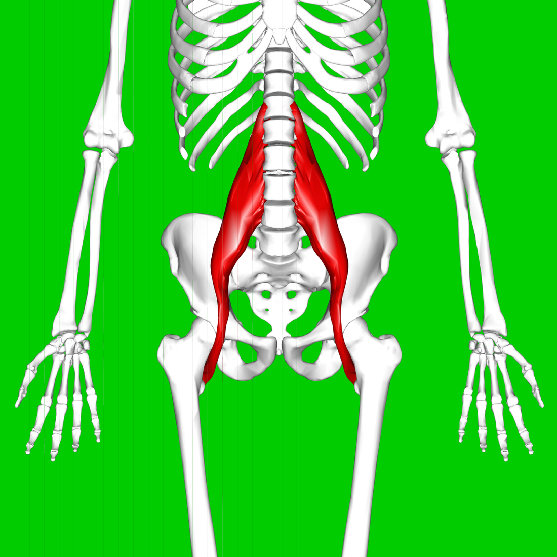 Psoas muscle location for pressure point release using a foam roller