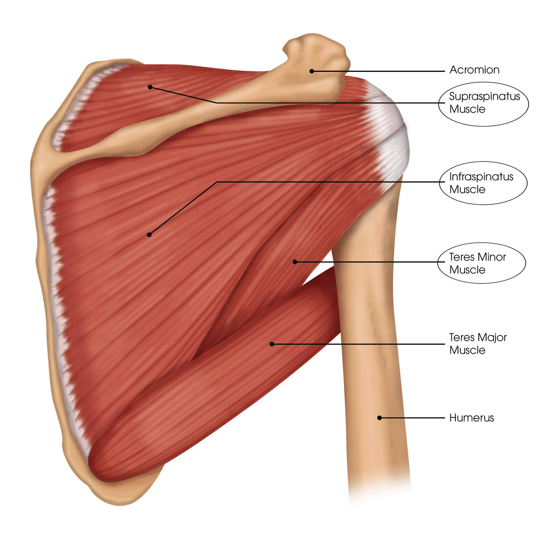 How to Stop Rotator Cuff Pain and Injury Using Pressure and/or Trigger Point Therapy