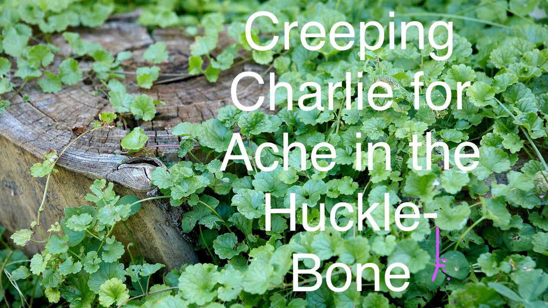 Creeping Charlie for Hip Pain
