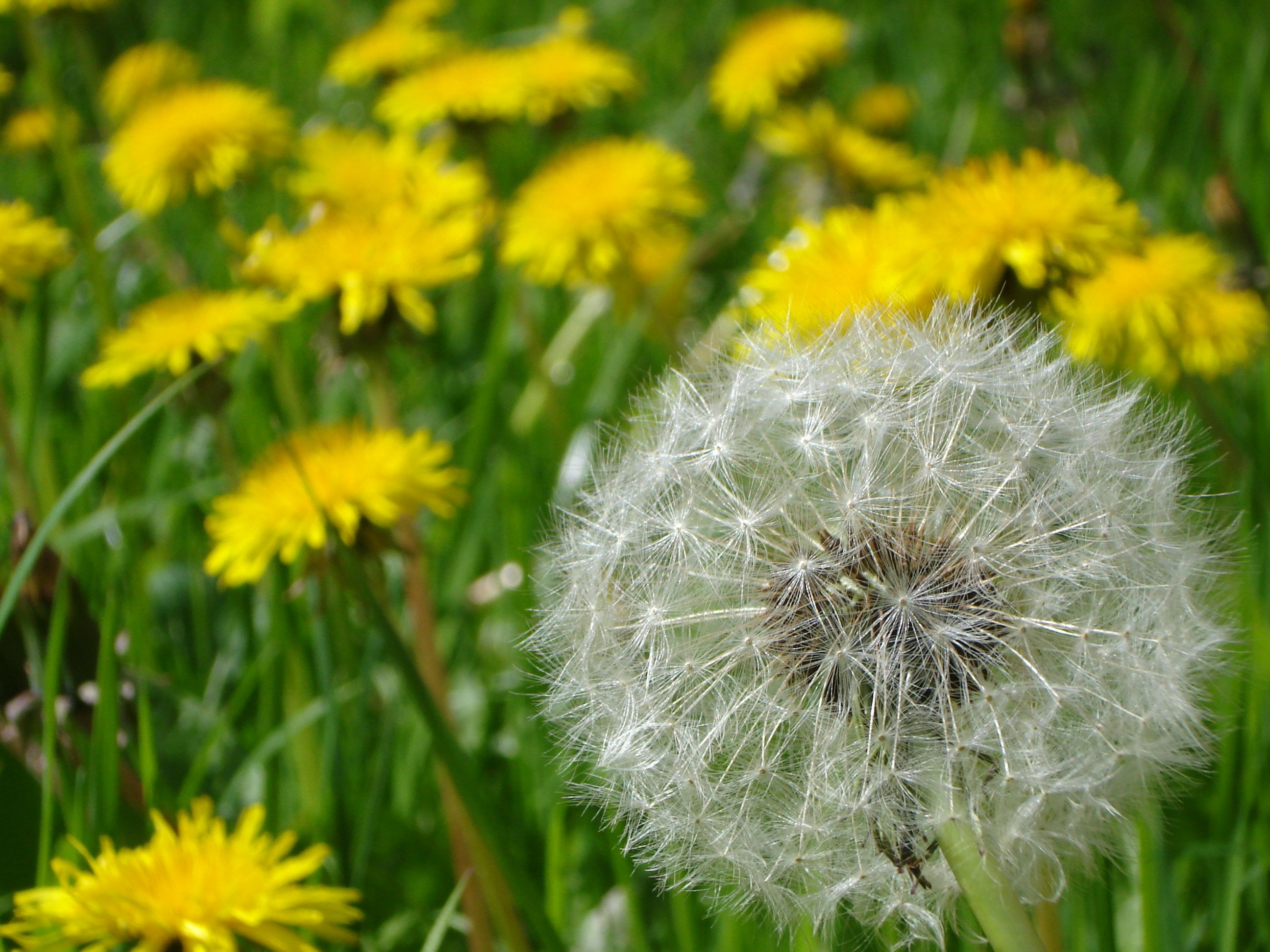 From Weeds to Seeds of Faith: The Dandelion Analogy for Christians