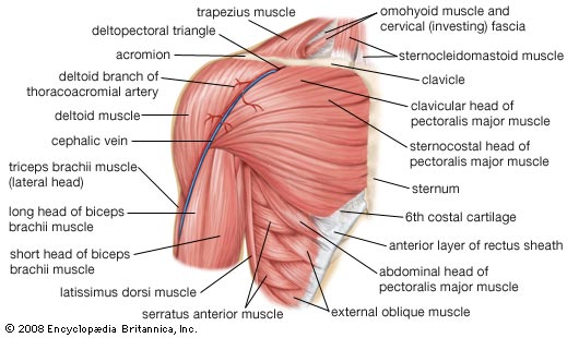 4 Tips and Tricks for Tight Shoulders and Rotator Cuff Injuries