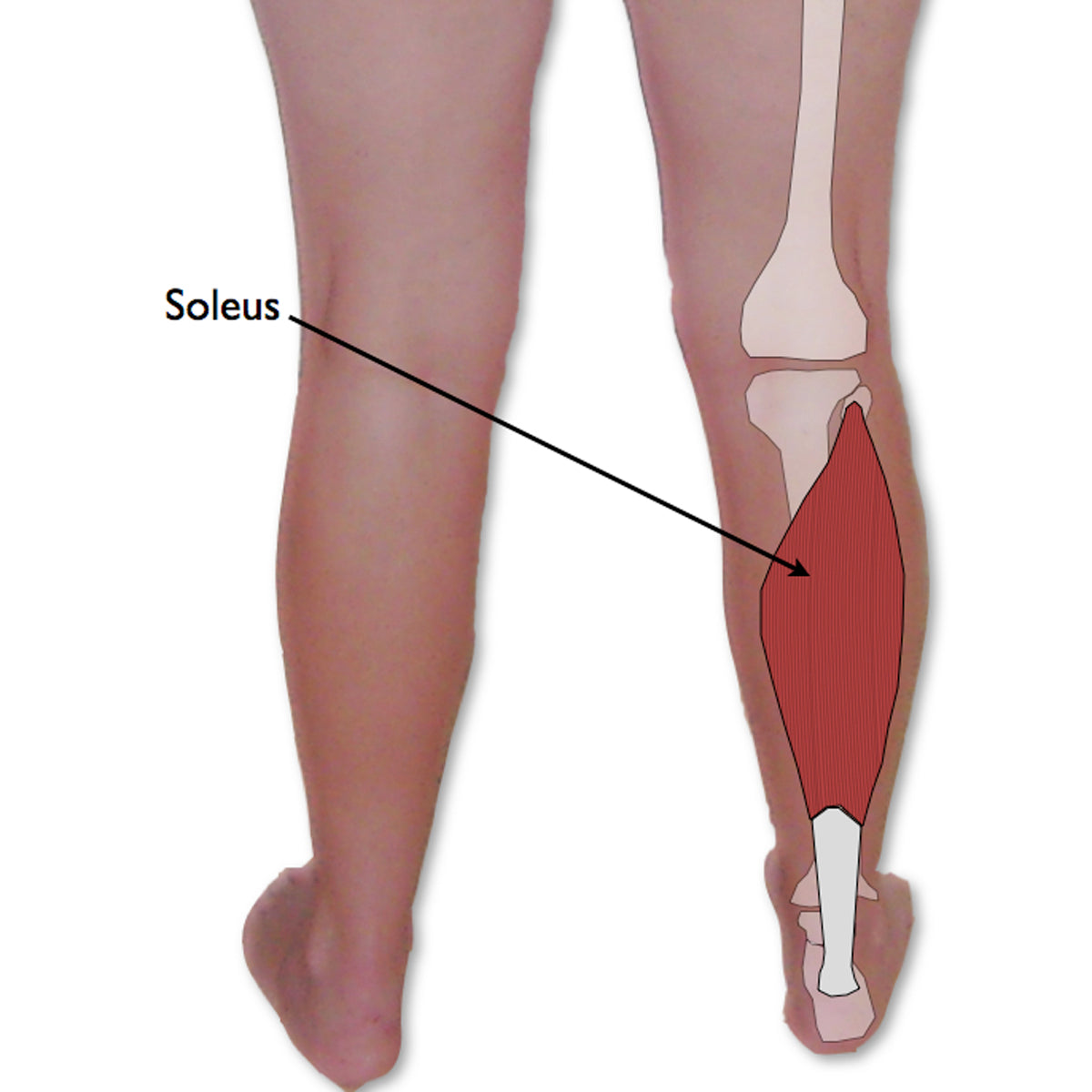 Your #1 Key to Relieving Sciatic Nerve, Hip, and Low Back Pain