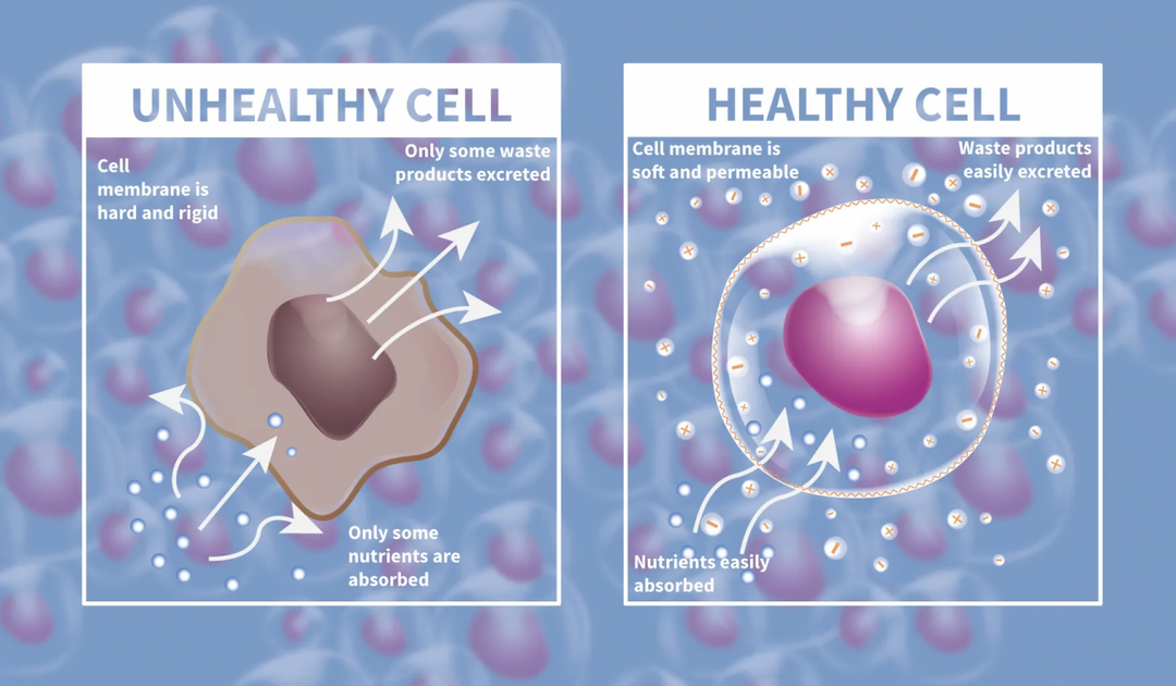 Hydrate Your Cells and Reveal the Power of Living Water