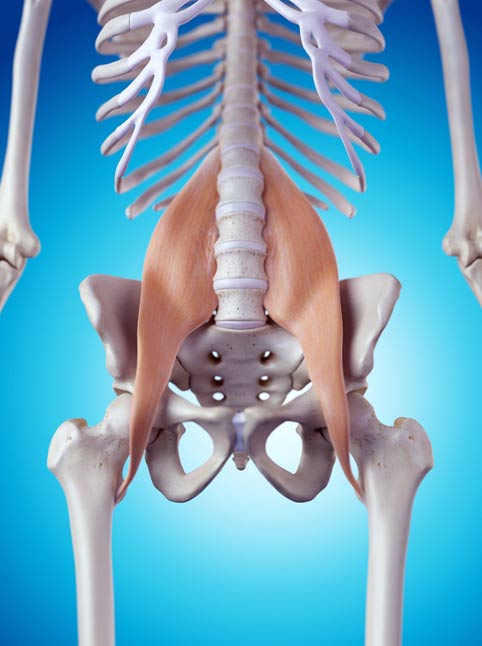 Give Your Hips Some Love: Unveiling the Power of Your Linchpin Muscle